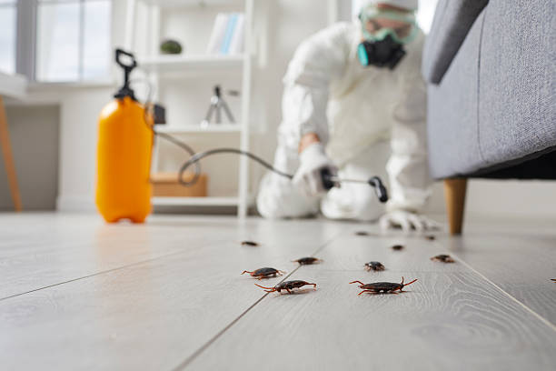 Trusted Cockroach Control service in North Branch, MN - Nex Pest Control